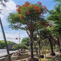 凤凰木养护指南与选购避坑——打造色花屏障的种植与购买思路