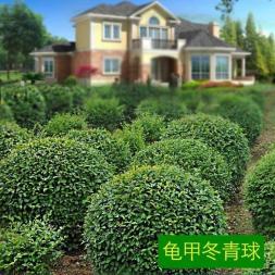全方位绿化养护 从室内花卉租赁到园林工程的专业化服务