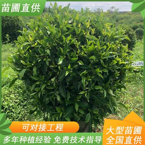 非洲茉莉球 园林绿化工程中的常绿造型灌木优选